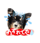 パピジャニのリンちゃん part2（個別スタンプ：18）
