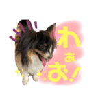 パピジャニのリンちゃん part2（個別スタンプ：21）
