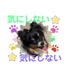 パピジャニのリンちゃん part2（個別スタンプ：23）