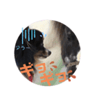 パピジャニのリンちゃん part2（個別スタンプ：25）