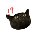 黒猫あいちゃん（個別スタンプ：1）