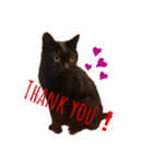 黒猫あいちゃん（個別スタンプ：2）