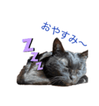 黒猫あいちゃん（個別スタンプ：3）