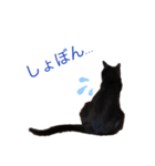 黒猫あいちゃん（個別スタンプ：6）