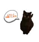 黒猫あいちゃん（個別スタンプ：9）