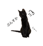 黒猫あいちゃん（個別スタンプ：11）