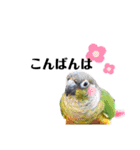 鳥さんたちのご挨拶（個別スタンプ：3）