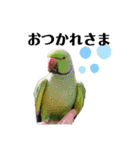 鳥さんたちのご挨拶（個別スタンプ：4）