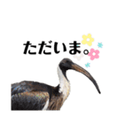 鳥さんたちのご挨拶（個別スタンプ：10）