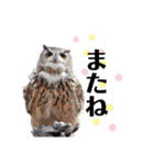 鳥さんたちのご挨拶（個別スタンプ：12）