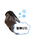 鳥さんたちのご挨拶（個別スタンプ：21）