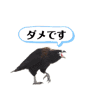 鳥さんたちのご挨拶（個別スタンプ：22）