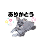 うちのお犬さん！（個別スタンプ：2）