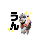 うちのお犬さん！（個別スタンプ：9）