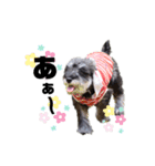 うちのお犬さん！（個別スタンプ：10）