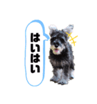 うちのお犬さん！（個別スタンプ：11）