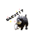 うちのお犬さん！（個別スタンプ：12）