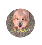 人気者のスタンプ（個別スタンプ：3）