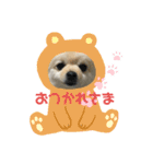 モコモコポメ3（個別スタンプ：1）