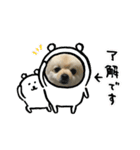 モコモコポメ3（個別スタンプ：4）