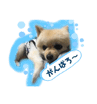 モコモコポメ3（個別スタンプ：13）