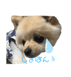 モコモコポメ3（個別スタンプ：15）