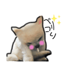 モコモコポメ3（個別スタンプ：16）