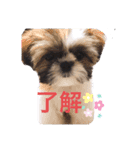 シーズー凪たん（個別スタンプ：1）