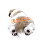 シーズー凪たん（個別スタンプ：2）