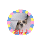 シーズー凪たん（個別スタンプ：3）