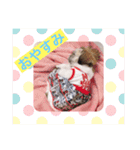 シーズー凪たん（個別スタンプ：4）