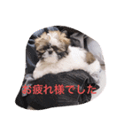 シーズー凪たん（個別スタンプ：5）
