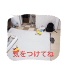 シーズー凪たん（個別スタンプ：6）