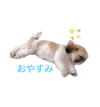 シーズー凪たん（個別スタンプ：10）