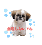 シーズー凪たん（個別スタンプ：13）