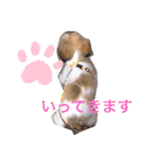 シーズー凪たん（個別スタンプ：16）
