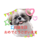 シーズー凪たん（個別スタンプ：19）