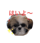 シーズー凪たん（個別スタンプ：21）