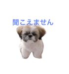 シーズー凪たん（個別スタンプ：22）