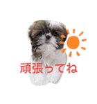 シーズー凪たん（個別スタンプ：23）