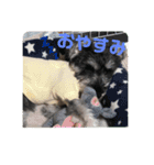 Mシュナのさくらとそら（個別スタンプ：4）