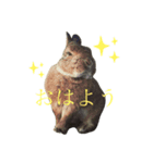 ぼくはココアくんです。（個別スタンプ：7）