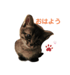 ハクメロ（個別スタンプ：1）