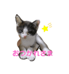 ハクメロ（個別スタンプ：3）