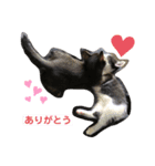 ハクメロ（個別スタンプ：5）