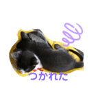 ハクメロ（個別スタンプ：8）