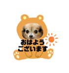 ツンデレシナモン♪（個別スタンプ：1）