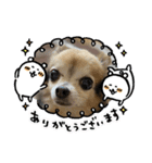 ツンデレシナモン♪（個別スタンプ：8）