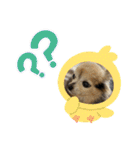ツンデレシナモン♪（個別スタンプ：9）