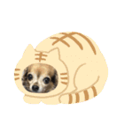 ツンデレシナモン♪（個別スタンプ：22）